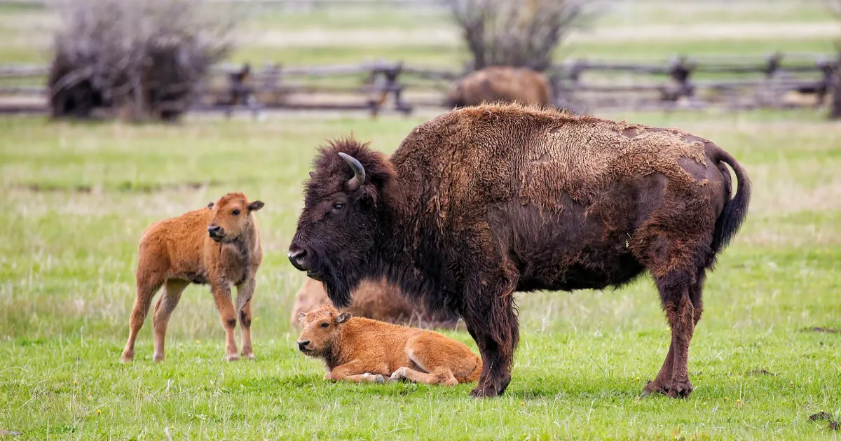 spring wildlife viewing