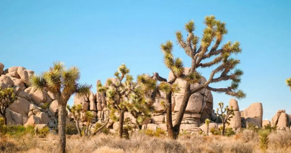 unplugged summer vacation